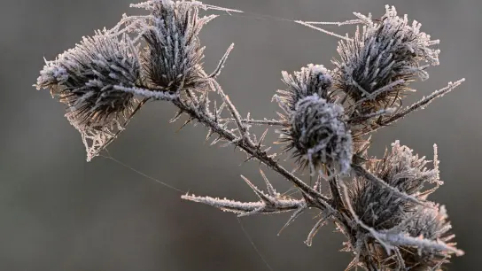 Der Nachtfrost hat Eiskristalle auf einer Pflanze entstehen lassen. (Foto: Patrick Pleul/dpa/Symbolbild)