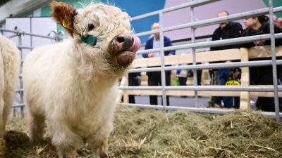In der Tierhalle können Besucherinnen und Besucher auch Kälber sehen.  (Foto: Sebastian Christoph Gollnow/dpa)