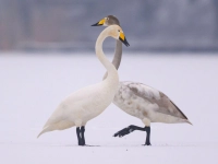 Schwanensee: Singschwäne stehen auf einem gefrorenen See in Brandenburg. (Foto: Patrick Pleul/dpa)