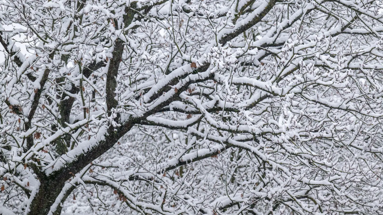Schnee liegt in Straubing auf einem Baum. (Foto: Armin Weigel/dpa)