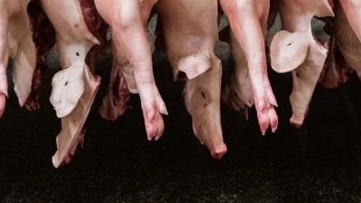 Insgesamt produzierten Schlachtunternehmen 2023 rund 4,2 Millionen Tonnen Schweinefleisch - deutlich weniger als noch 2022. (Foto: Mohssen Assanimoghaddam/dpa)