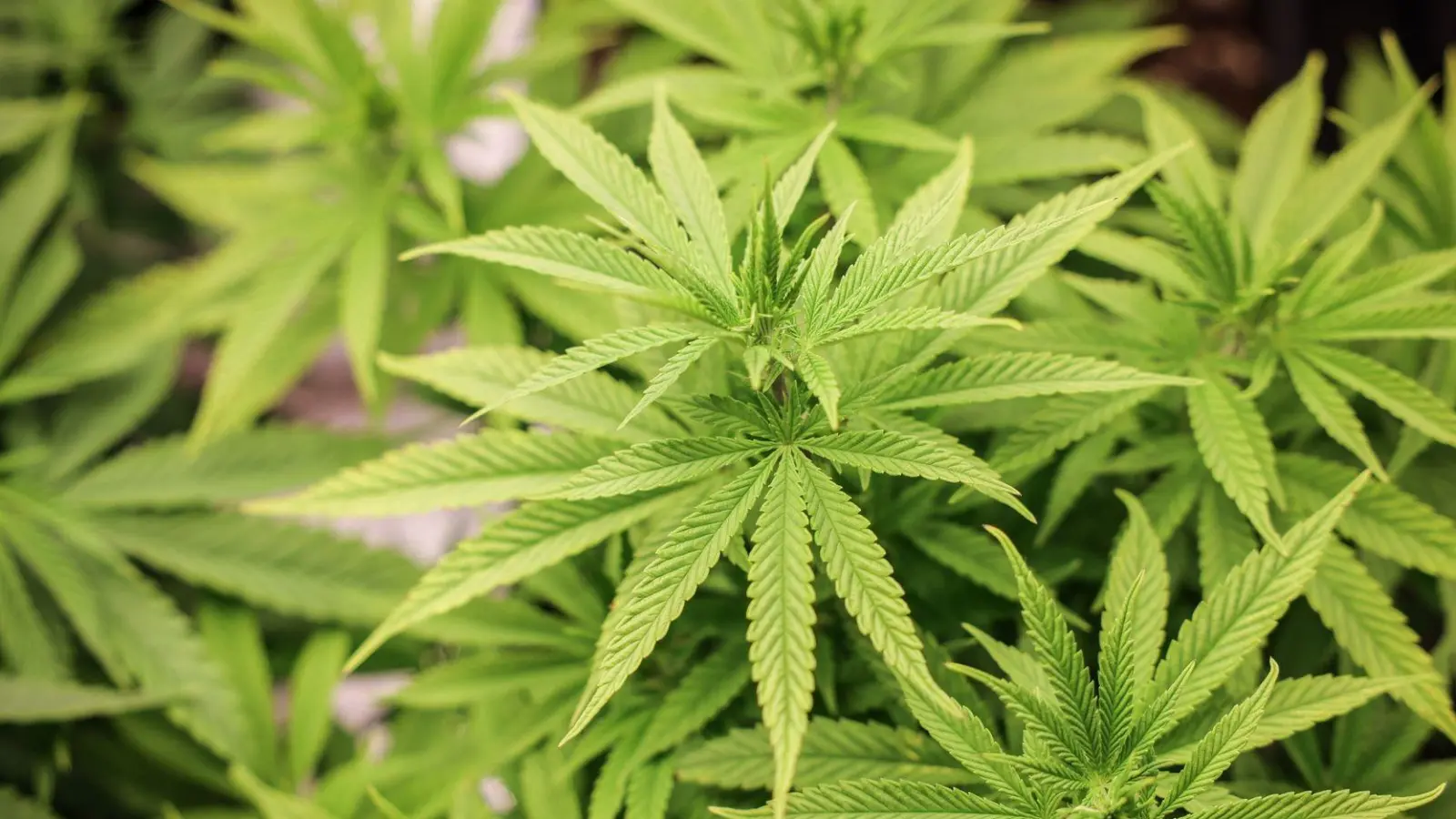 Das Gesetz zur Legalisierung von Cannabis ist am Freitag ein Tagesordnungspunkt im Bundesrat. (Foto: Christian Charisius/dpa)