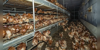 So sieht Legehennen-Bodenhaltung mit offenen Volieren aus: Die Tiere, bis zu 18 pro Quadratmeter Stallfläche, haben mehrere Etagen zur Verfügung. (Foto: Bund Naturschutz Leutershausen/Rettet das Huhn e.V.)