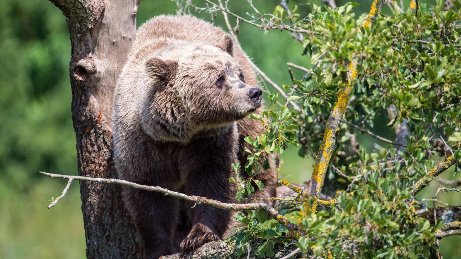 Dieser Bär klettert im Wildpark Poing auf einem Baum.  (Foto: Lino Mirgeler/dpa)
