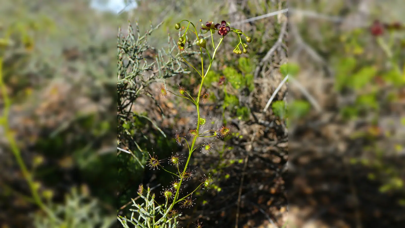 Die neue entdeckte Art Drosera atrata (Schwarzer Sonnentau). Ein deutsch-australisches Wissenschaftsteam hat neue fleischfressende Pflanzen entdeckt - mit Hilfe des Internets. (Foto: Andreas Fleischmann/SNSB-BSM/dpa)