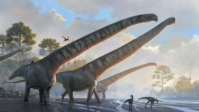 Halslänge von mehr als 15 Metern: Die Illustration des Natural History Museums zeigt Vertreter der Art Mamenchisaurus sinocanadorums. (Foto: Julia D Oliveira/ Natural Histor/Natural History Museum via PA Media/dpa)
