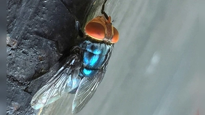Es gibt gute Möglichkeiten, die Neuwelt-Schraubenwurmfliege gezielt zu bekämpfen. (Foto: Denise Bonilla/U.S. Department of Agriculture/AP/dpa)