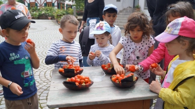 Jungen und Mädchen des Kindergartens in Diespeck holten sich beim Erdbeerhof in Ehe ihre Beerensträucher ab und naschten von den süßen Früchtchen. (Foto: Nicole Gunkel)