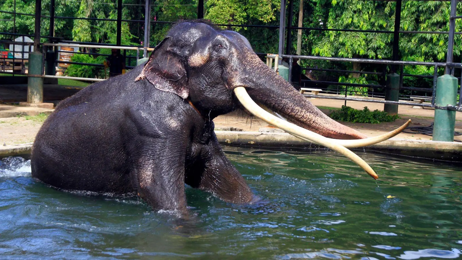 Elefant Sak Surin nimmt ein Bad im Dehiwala Zoo in Sri Lanka. (Foto: I. Uphul/Zoo Dehiwala/dpa)