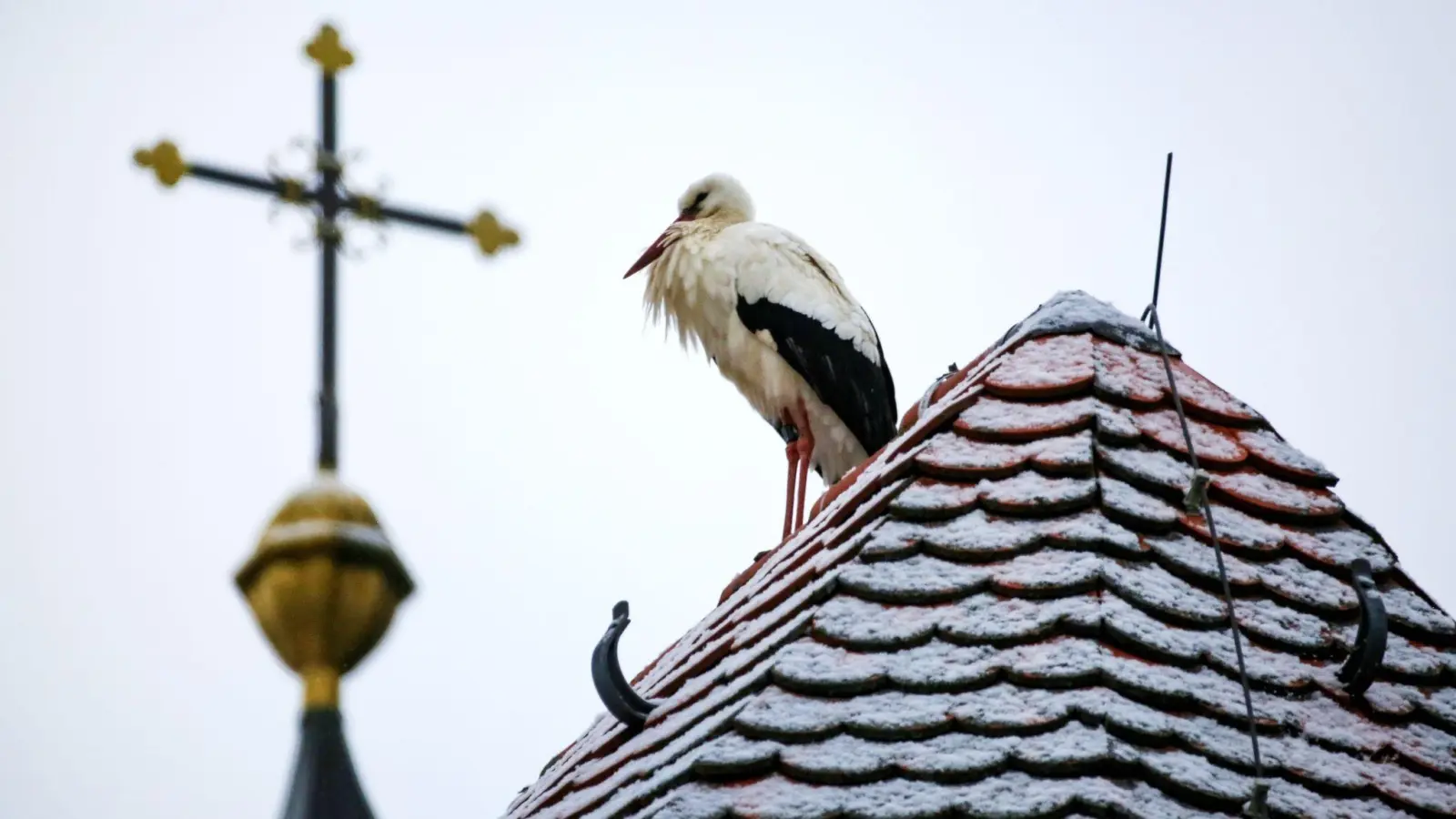 Ein Storch steht auf dem mit Schnee bedeckten Dach einer Kirche. (Foto: Thomas Warnack/dpa/Symbolbild)