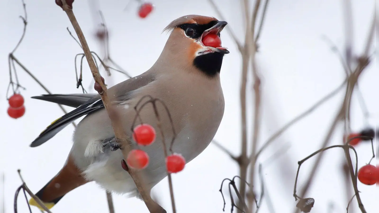 Der Seidenschwanz wird durch den Klimawandel seltener in Deutschland zu sehen sein. (Foto: Sergei Grits/AP/dpa)