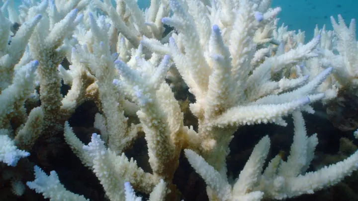 Immer mehr Korallenbänke mutieren zu einer Art unterseeischem Geisterwald. Statt sich in ihrer Farbenpracht zu zeigen, verlieren die Nesseltiere ihre Couleur und stehen fahl und weiß da. (Foto: ---/Great Barrier Reef Foundation/dpa)