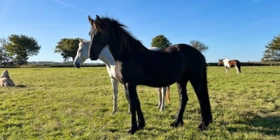 Glänzendes, gepflegtes Fell und gespitzte Ohren - dem Friesen-Mix, der im Mai 2025 aus schlechter Haltung beschlagnahmt wurde, geht es offensichtlich gut. Er lebt nun in einem anderen Teil Deutschlands. (Foto: privat)