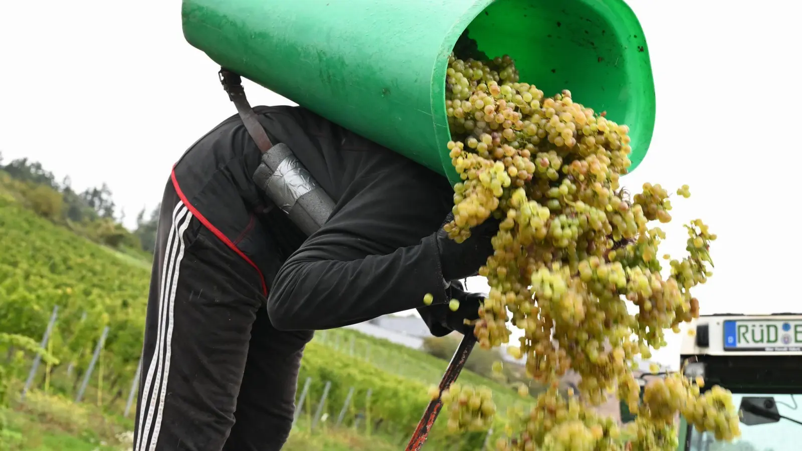 In Rheinhessen sind nach Schätzung des Deutschen Weininstituts 23 Prozent weniger Hektorliter Weinmost als im Durchschnitt geerntet worden. (Archivbild)  (Foto: Arne Dedert/dpa)