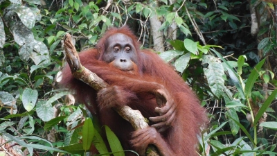 Orang-Utan Ben, aufgenommen im Bukit Baka Bukit Raya Nationalpark im indonesischen Borneo. Seine Auswilderung vor knapp sechs Monaten war ein Meilenstein. (Foto: BOS Foundation/dpa)
