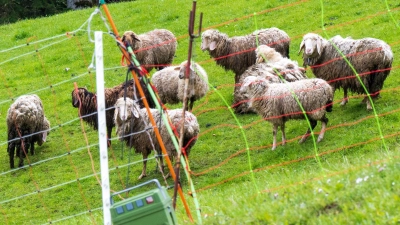 Schafe stehen auf einer Bergweide oberhalb der grenznahen Ortschaft Oberaudorf im Landkreis Rosenheim hinter einem Elektrozaun. In der unmittelbaren Umgebung waren zuvor mehrere Schafe von einem Bären gerissen worden. (Foto: Peter Kneffel/dpa)