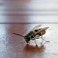 Kaum steht der Teller, sitzt die Wespe schon mit am Tisch. Süßes und Fleisch ziehen sie an – Ruhe bewahren hilft. (Foto: Isabelle Modler/dpa-tmn)