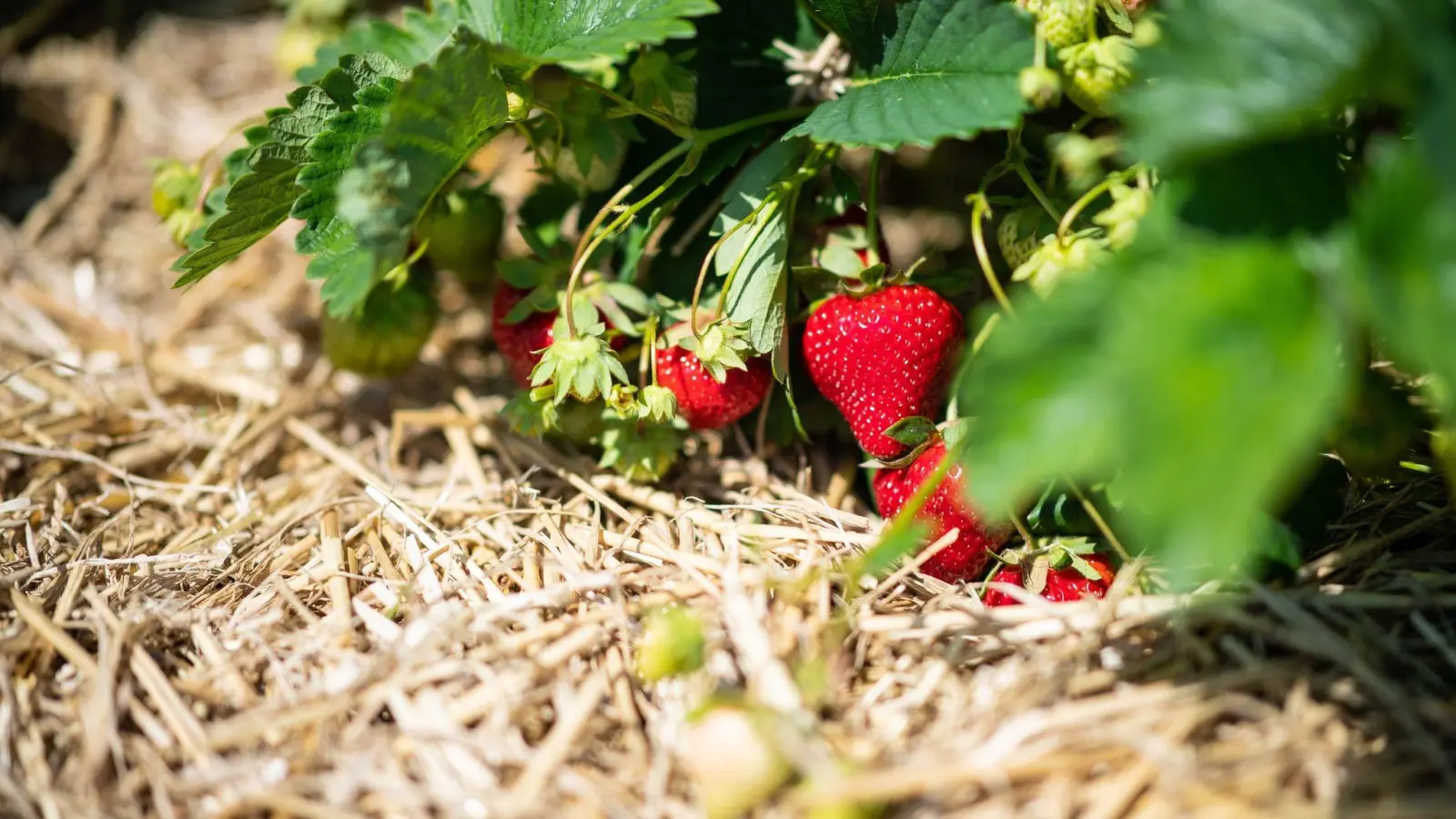 Eine Lage Stroh um die Erdbeeren hat viele Vorteile für die Pflanze. (Foto: Guido Kirchner/dpa/dpa-tmn)