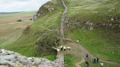Ein illegal gefällter Baum hat den Hadrianswall beschädigt. (Foto: Owen Humphreys/PA Wire/dpa)