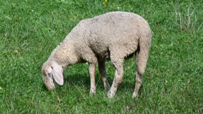 Auf der Suche nach Futter wurden Schafe in Krautostheim beim Nachbarn fündig. (Symbolbild: Manfred Blendinger)
