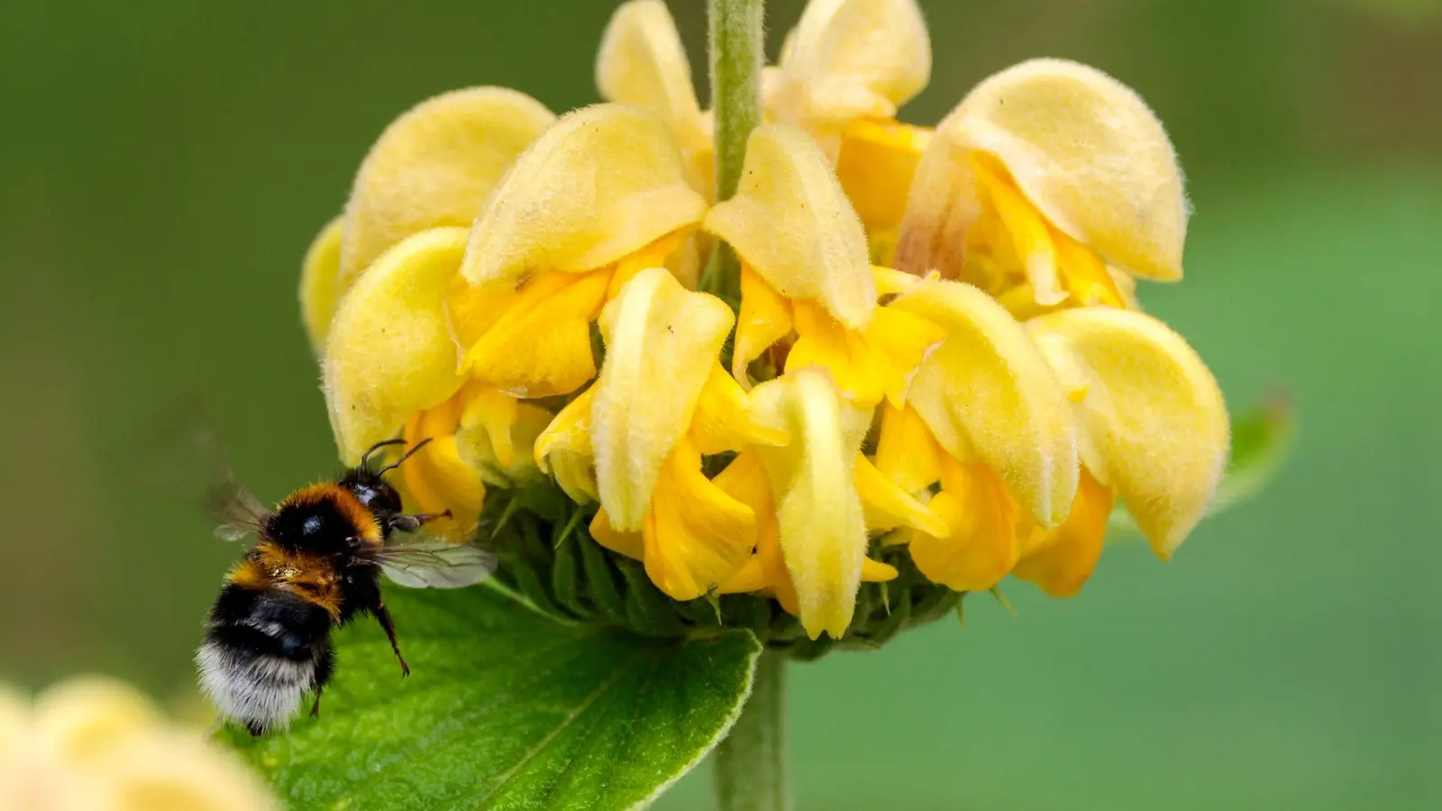 Ob im Garten oder Park: Bundesweit wird zum Zählen von Hummeln aufgerufen. (Archivbild) (Foto: Thomas Banneyer/dpa)