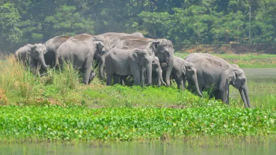 600 Wildarten sollen künftig besser geschützt werden - darunter sind auch Elefanten. (Foto: Str/XinHua/dpa)