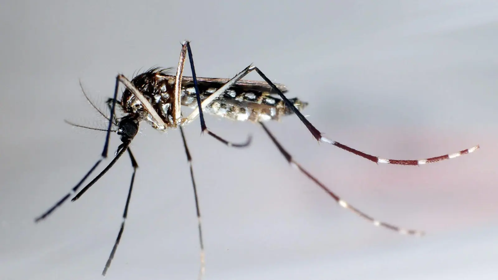 Aedes-Mücken übertragen Viren, die in manchen Fällen sogar zum Tod führen können. (Foto: Gustavo Amador/EFE/dpa)