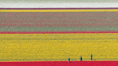 Tulpen wachsen zur Zwiebelvermehrung auf einem Tulpenfeld des Eickenhofs im Landkreis Gifhorn. (Foto: Julian Stratenschulte/dpa)