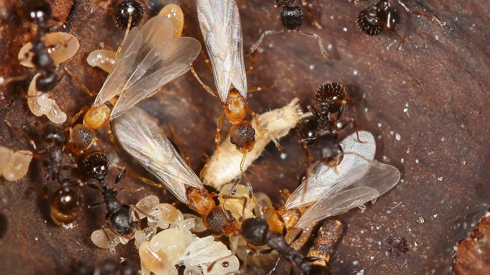 Hellbraune, geflügelte Ameisenköniginnen überfallen den Staat einer anderen Art und lassen dort den eigenen Nachwuchs aufziehen.  (Foto: Kyoichi Kinomura/Universität Regensburg/dpa)