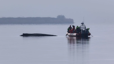 Immer wieder hatten sich Meeresschützer ein Bild vom Zustand des Wals gemacht. (Foto: Marcus Golejewski/dpa)