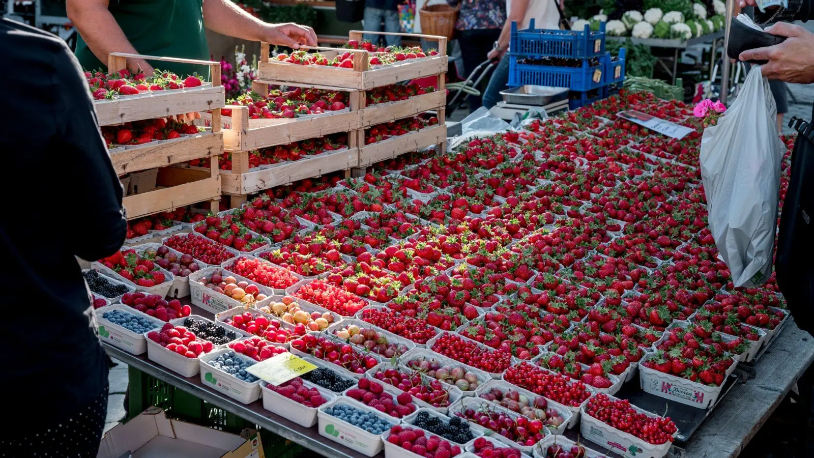 Mancherorts werden die ersten heimischen Erdbeeren der Saison angeboten. Die frühe Ernte stammt jedoch aus Folientunneln. (Foto: Daniel Vogl/dpa)