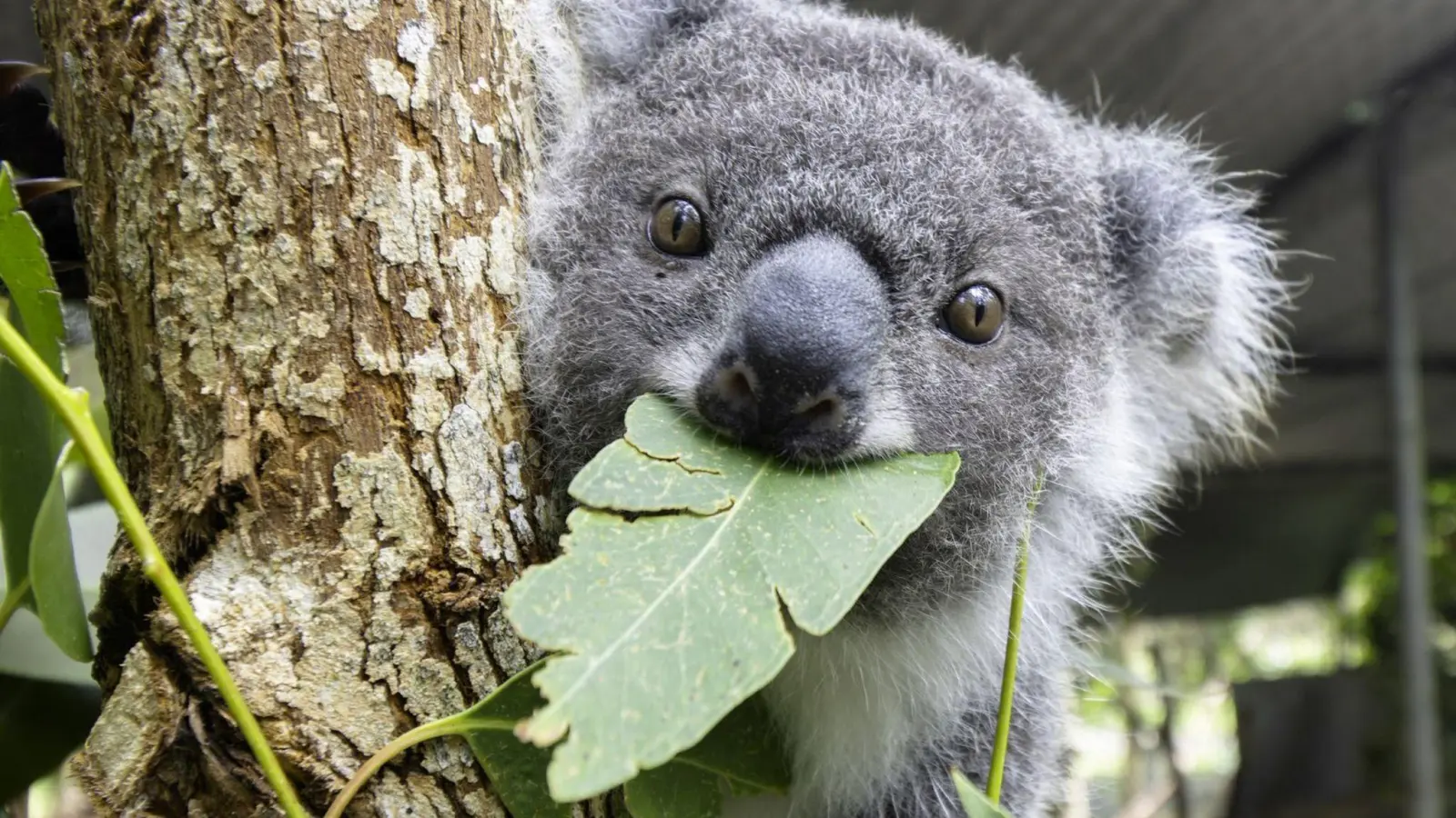 Kookie kaut an einem Blatt. Immer mehr Koalas werden in Australien Opfer von Verkehrsunfällen. (Foto: IFAW/dpa)