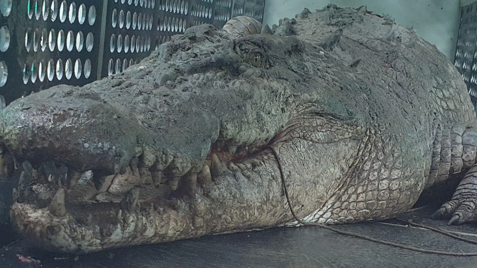 Die gefangenen Krokodile sollen in einer Krokodilfarm oder einem Zoo untergebracht werden. (Foto: Uncredited/DEPARTMENT OF ENVIRONMENT SCIENCE AND INNOVATION/AAP/dpa)