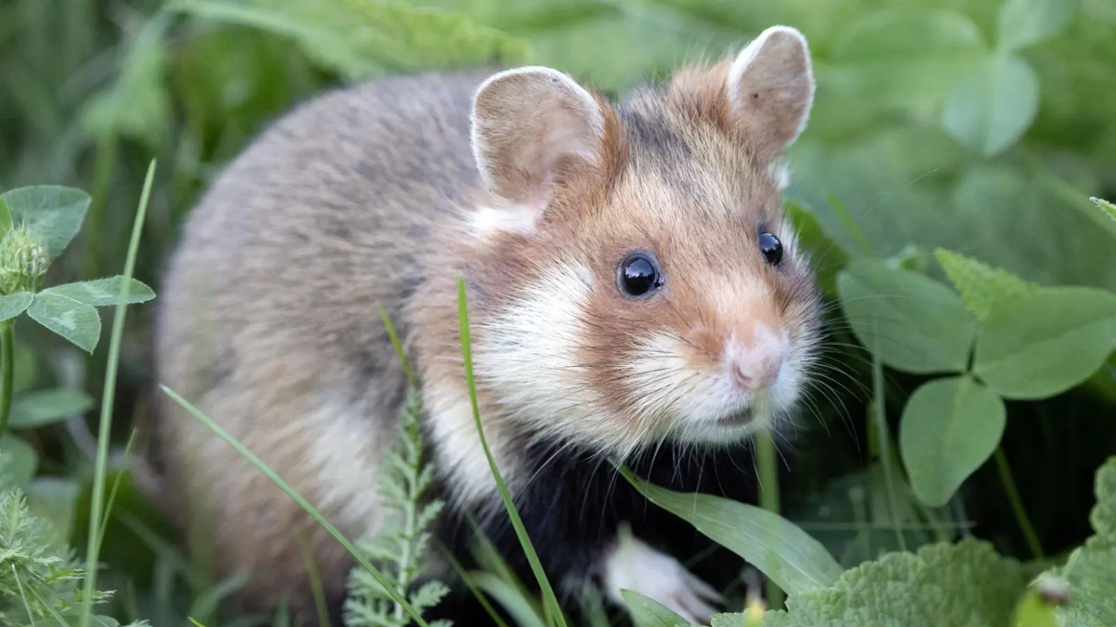 Ein Feldhamster in freier Wildbahn: Die Art dieser putzigen Tierchen ist vom Aussterben bedroht.  (Foto: Sonja Kreil)
