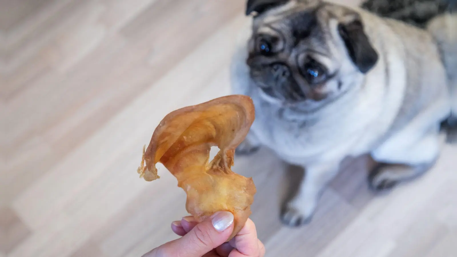 Test: Viele naturbelassene Hundesnacks wie Schweineohren sind für kleine Hunde zu groß und enthalten damit auch zu viele Kalorien. (Foto: Christin Klose/dpa-tmn)