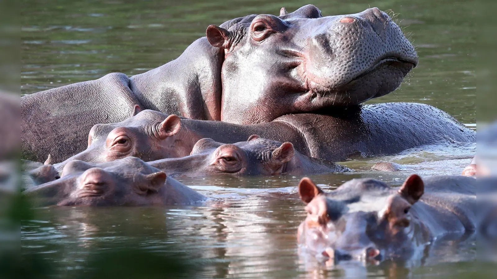 Die Flusspferde in Kolumbien pflanzen sich kräftig fort. (Archivbild)  (Foto: Fernando Vergara/AP/dpa)