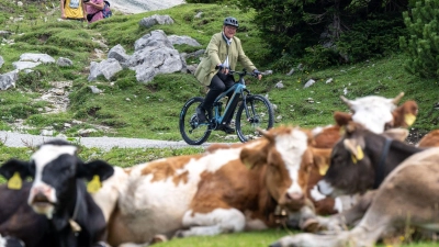 Innenminister Joachim Herrmann (CSU) radelt mit einem Elektro-Fahrrad an einer Kuhherde vorbei. (Foto: Peter Kneffel/dpa)