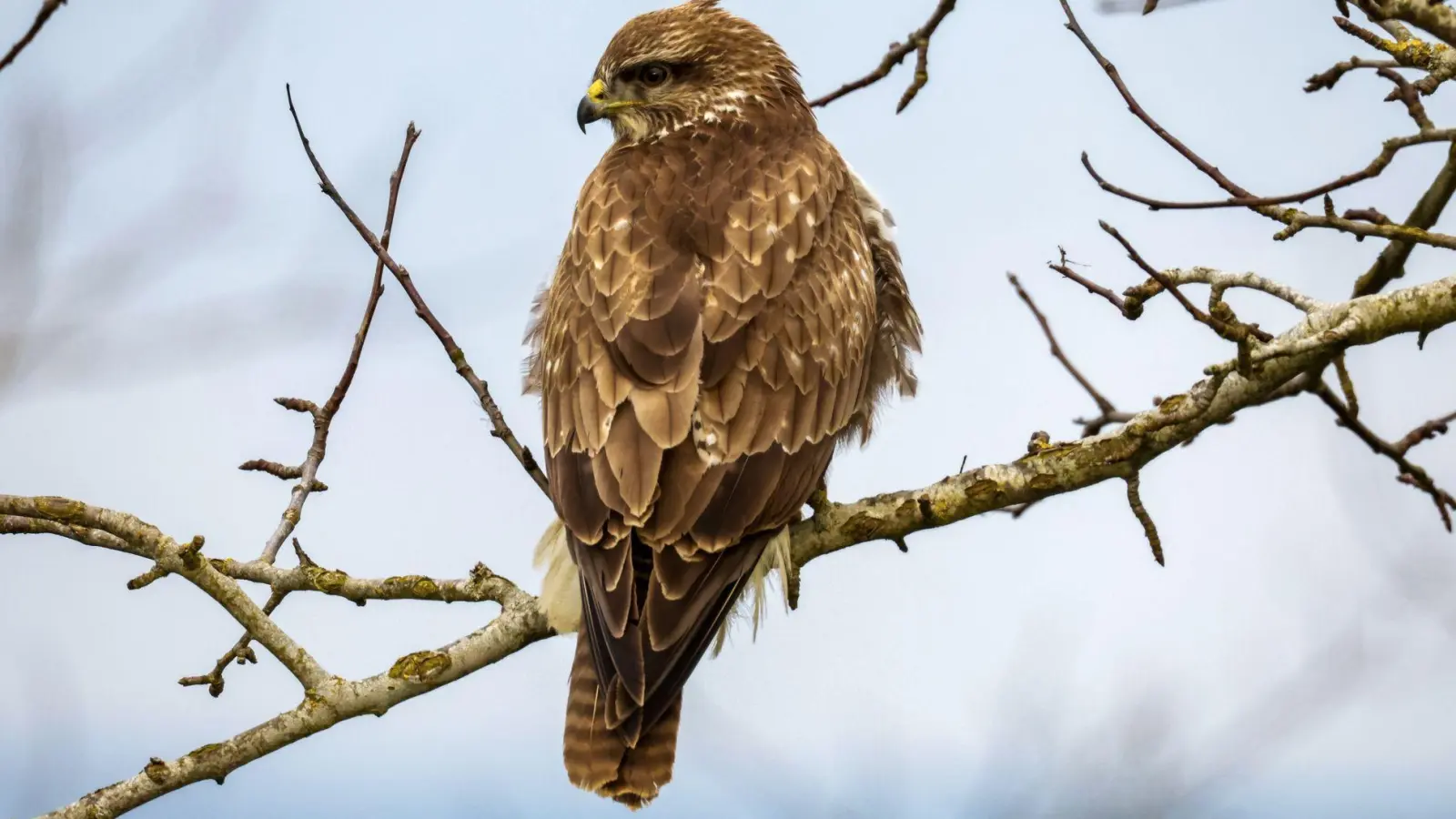 Laut Polizei waren unter den toten Greifvögeln auch Mäusebussarde, die in Deutschland unter Artenschutz stehen. (Symbolbild) (Foto: Thomas Warnack/dpa)