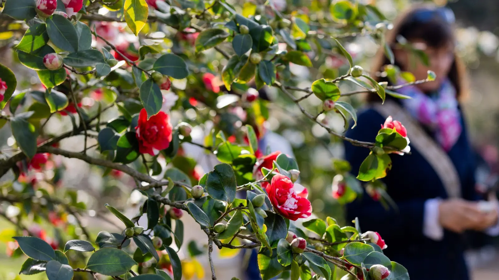 Am Dienstag sind vereinzelte Schauer und Gewitter „ganz zur Freude der langsam aufblühenden Natur“ möglich, so Meteorologe Bauer.  (Foto: Rolf Vennenbernd/dpa)