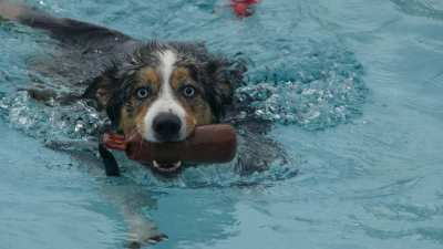 Wie bei Kindern: Manche Hunde waren nicht mehr aus dem Wasser rauszukriegen, andere brauchten etwas Aufmunterung oder einen Ball, bevor sie sich in die Fluten stürzten.  (Foto: Helmut Meixner)
