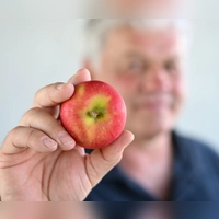 Die neue Züchtung soll mit weniger Pflanzenschutz auskommen.  (Foto: Felix Kästle/dpa)