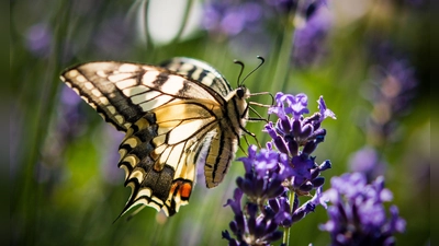Lavendel ist bei verschiedenen Schmetterlingsarten wie auch dem Schwalbenschwanz beliebt. (Archivbild) (Foto: Patrick Pleul/dpa/dpa-tmn)