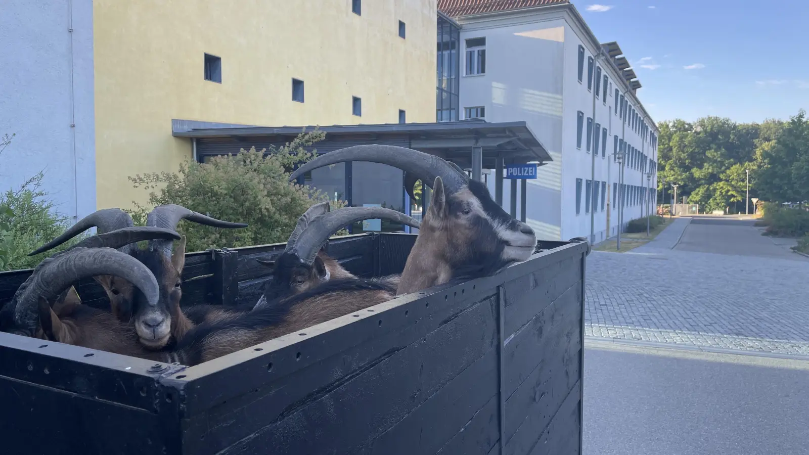 Vier Ziegen hat die Polizei auf der A6 vor der weiteren Fahrt in einem offenen Anhänger nach Rumänien bewahrt.  (Foto: Verkehrspolizei Ansbach)