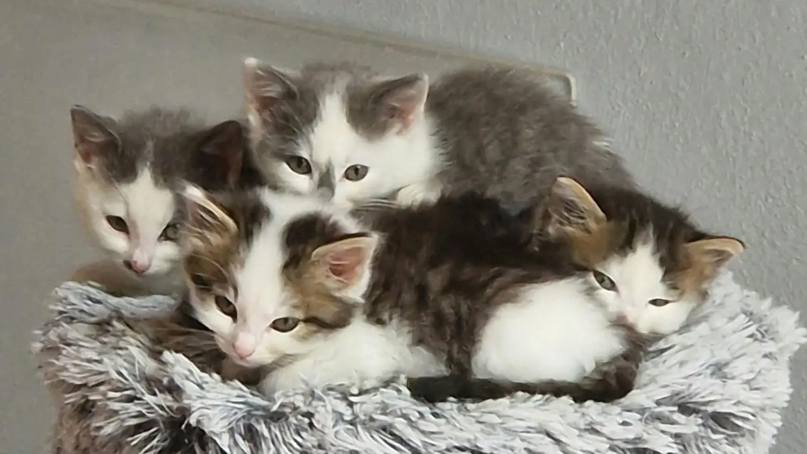 Die Mitglieder des Tierschutzvereins Feuchtwangen kümmern sich mit Herzblut um jedes herrenlose Tier. (Foto: Tierschutzverein/Kathrin Bauer)