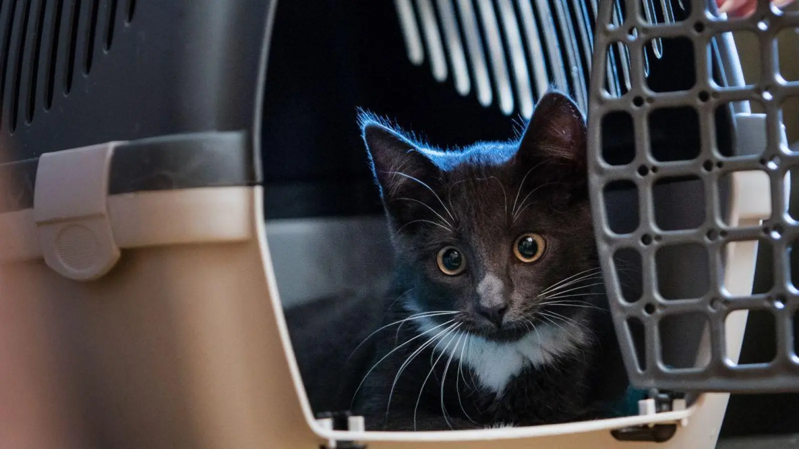 Über einen Futtertrick kann man die Katze mit der Transportbox anfreunden - das sollte allerdings schon einige Tage vor dem Einsatz der Box geübt werden. (Foto: Christin Klose/dpa-tmn/dpa)