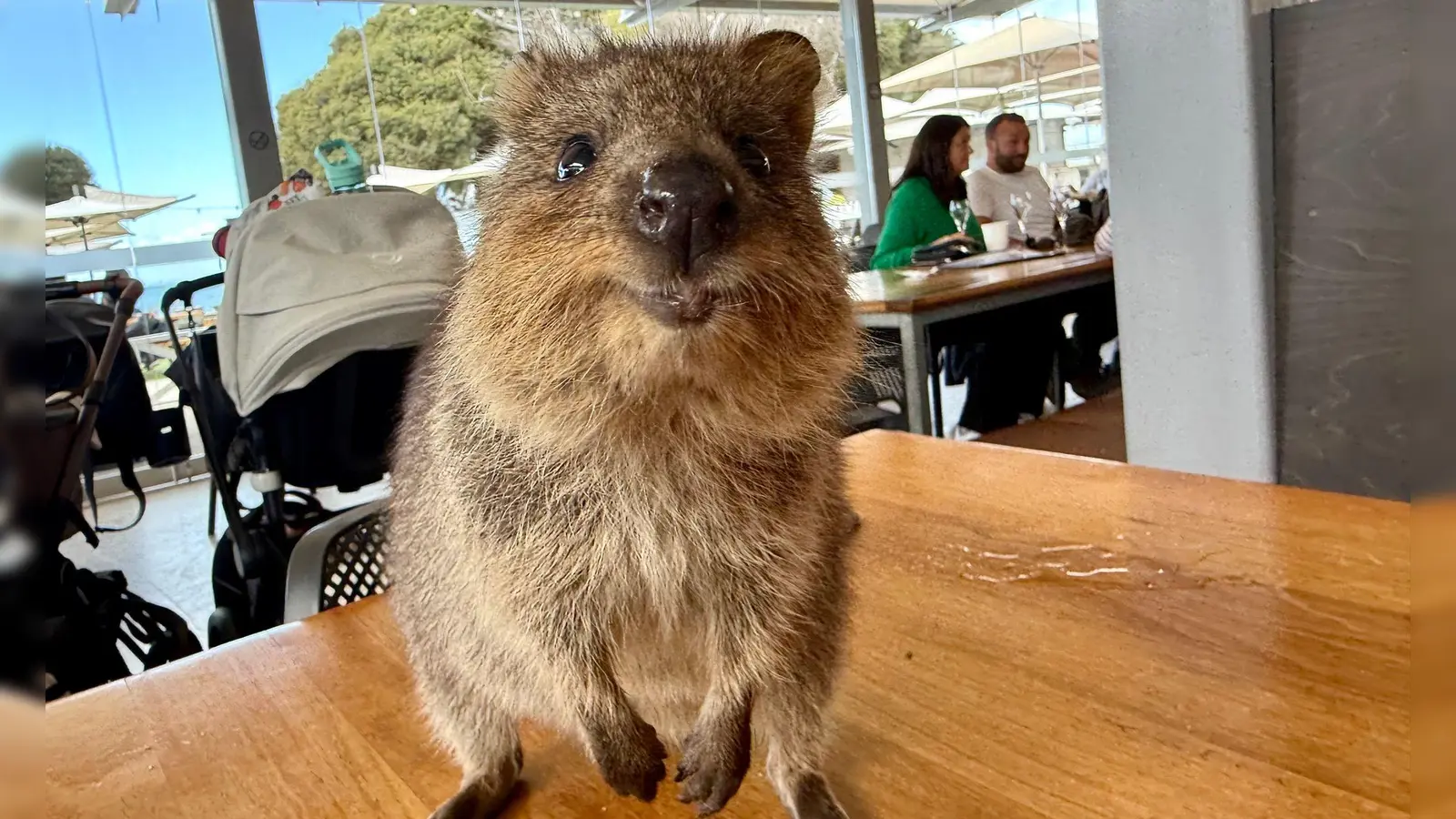 Quokkas gelten wegen ihres „Lächelns“ als die glücklichsten Tiere der Welt. (Foto: Carola Frentzen/dpa)