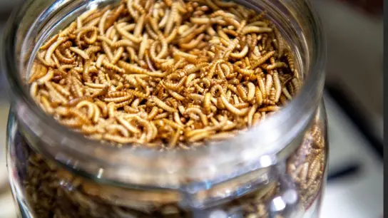 Getrocknete Mehlwürmer sind in der EU als Lebensmittelzutat zugelassen. Sie müssen auch auf der Zutatenliste - selbst wenn sie zu Mehl gemahlen werden - angegeben sein. (Foto: Bernd Diekjobst/dpa-tmn)