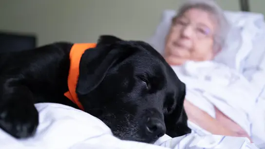 Mailo ist als Therapiehund in der Palliativmedizin von ANregiomed im Einsatz. Seine Anwesenheit wirkt sich positiv auf das Wohlbefinden der Patienten aus. (Foto: ANregiomed/Tyler Larkin)