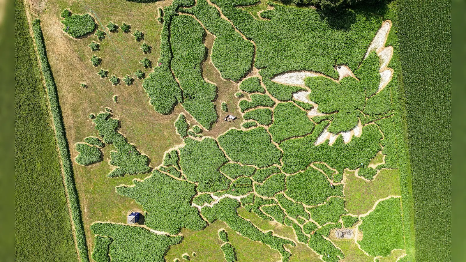 Das traditionelle Uttinger Feld-Labyrinth zeigt dieses Jahr Europa und eine Friedenstaube. (Foto: Peter Kneffel/dpa)