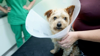 Muss ein Hund operiert werden, wird es oft richtig teuer. Daher raten Verbraucherschützer zu einer Operationsversicherung. Sie sind um ein Drittel günstiger als Krankenversicherungen. (Foto: Ina Fassbender/dpa-tmn)